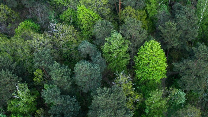 Birdseye view of forest trees.